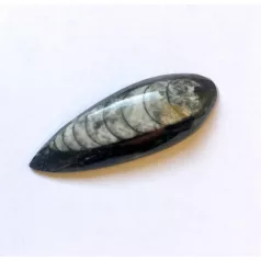 Orthoceras fosszília kaboson - 46*19 mm