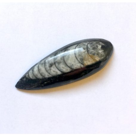 Orthoceras fossil cabochon - 55*18 mm