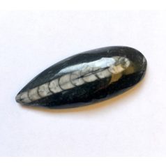 Orthoceras fossil cabochon - 40*15 mm