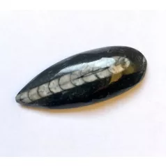 Orthoceras fosszília kaboson - 48*19 mm