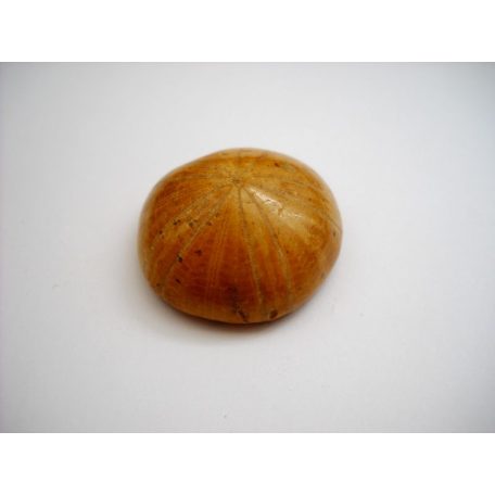 Sea urchin fossil - 32*10 mm