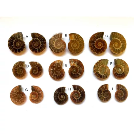 Ammonite fossil cabochon - 26*22 mm- matching pair