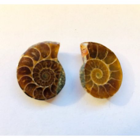 Ammonite fossil cabochon - 26*22 mm- matching pair
