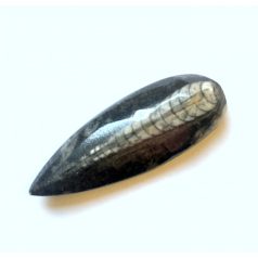 Orthoceras fossil cabochon - 42*18 mm