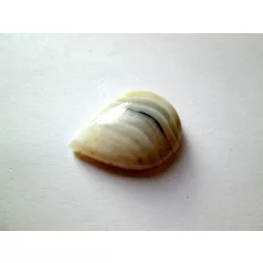 Botswana achát kaboson 30x22 mm - csepp