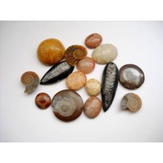 Fossils